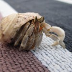 Fiji-Hermit-Crab-3 Fiji-Hermit-Crab-3