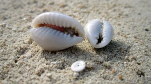 Fiji-shells-1