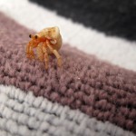 Fiji-Hermit-Crab-1 Fiji-Hermit-Crab-1
