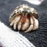 Fiji-Hermit-Crab-2 Fiji-Hermit-Crab-2