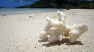 Fiji-coral-1