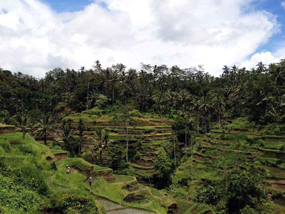 Rice terraces in Tengallalang, Bali Rice terraces in Tengallalang, Bali